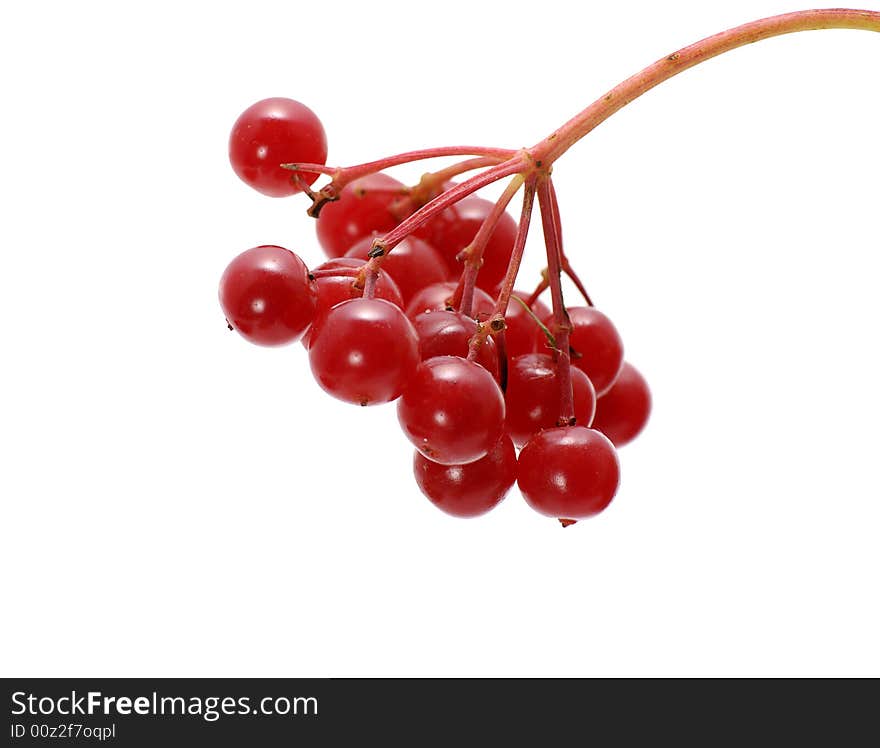 Bunch of red arrowwood berries isolated on white