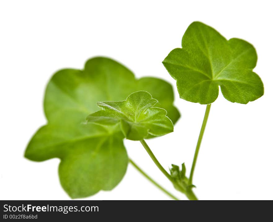 Green leaves isolated on white