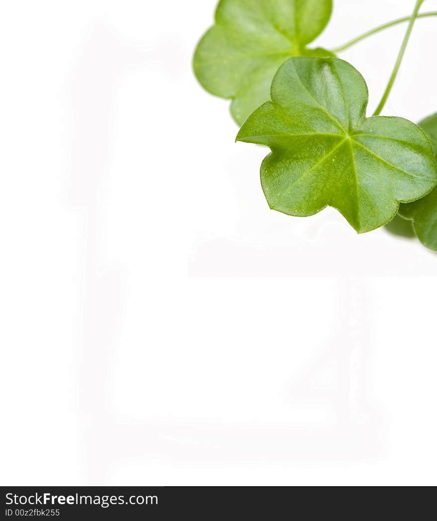 Green leaves isolated on white