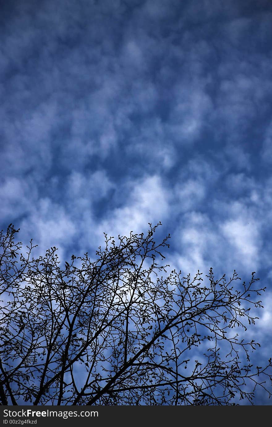 The tree and the sky