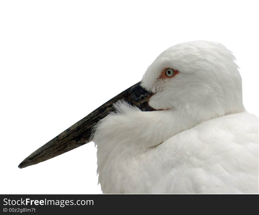 White stork's head, isolated, on white background