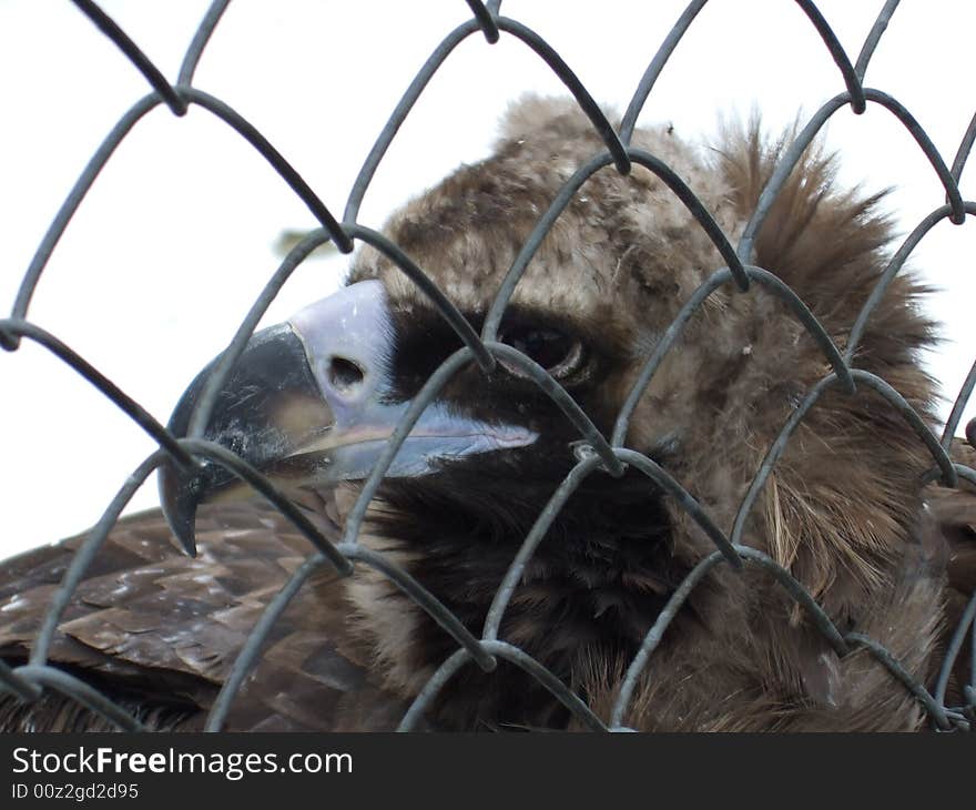 Condor in a cage, head, isolated on white background