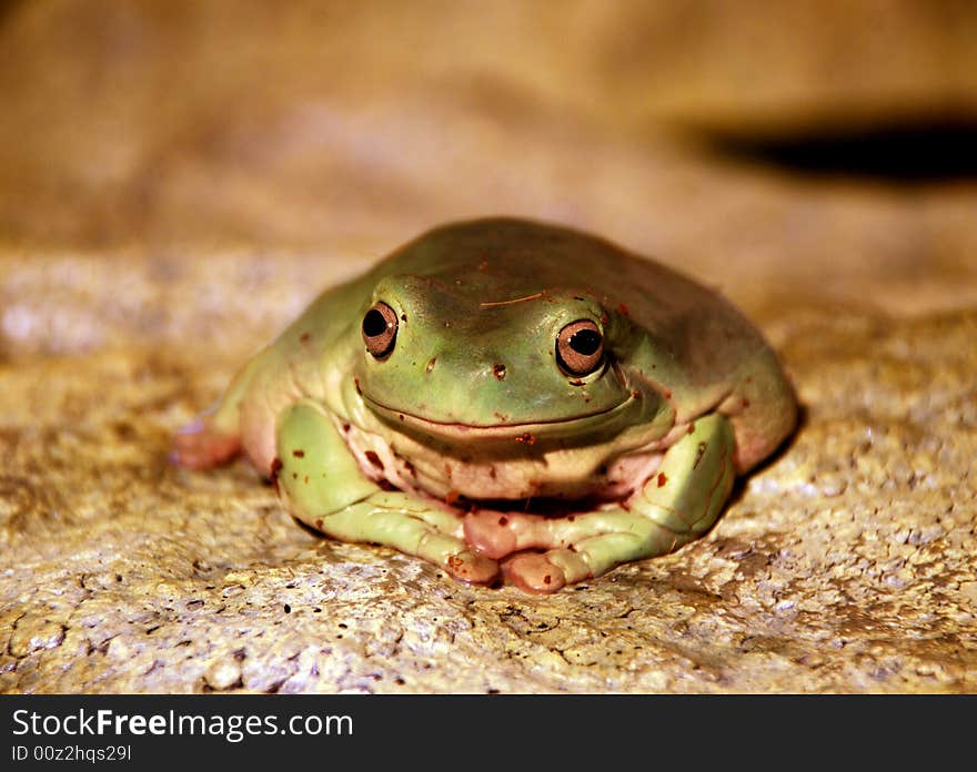 A Cute Frog