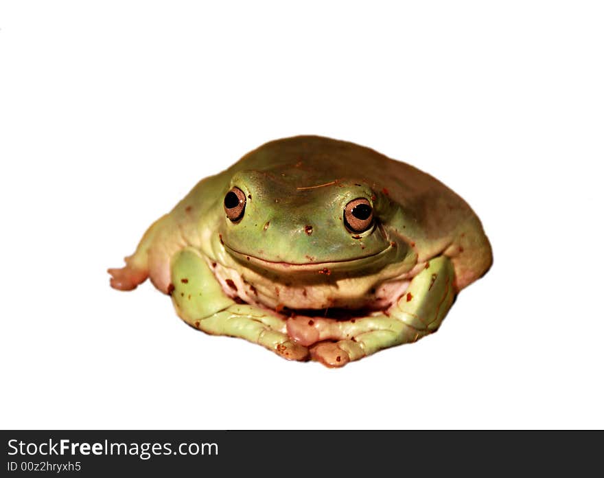 A cute frog