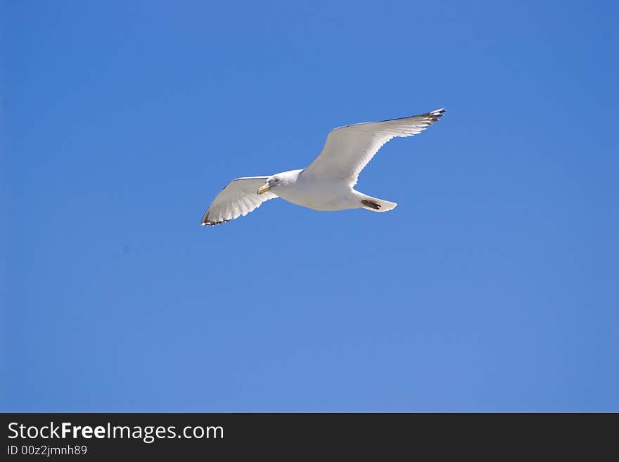 Seagull balances in air flow