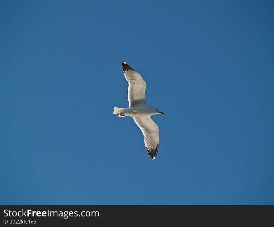 Seagull Soaring in the Sky