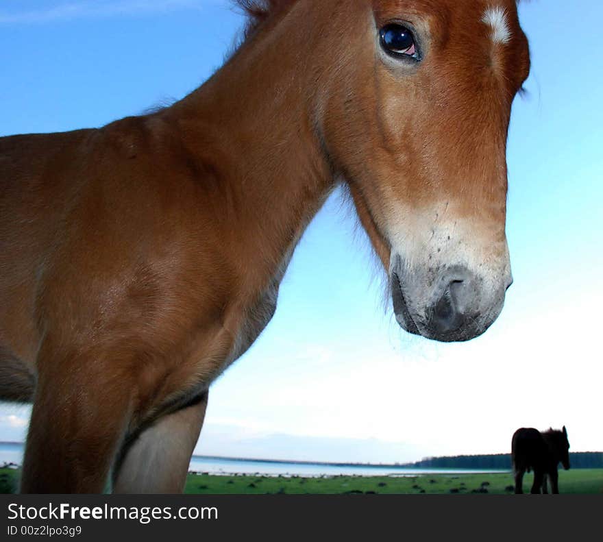 Little foal in the wood near the lake