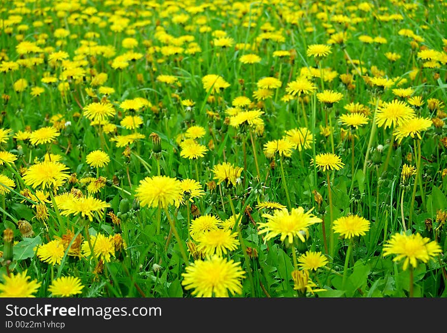 Meadow with yellow dandelions as background