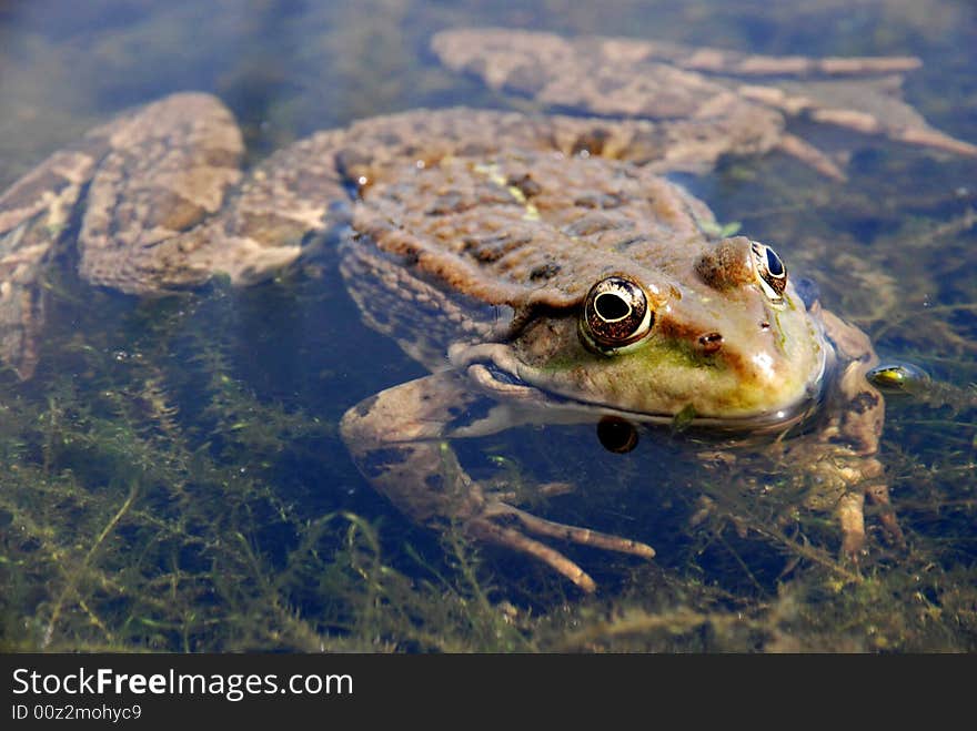 Green frog in the water