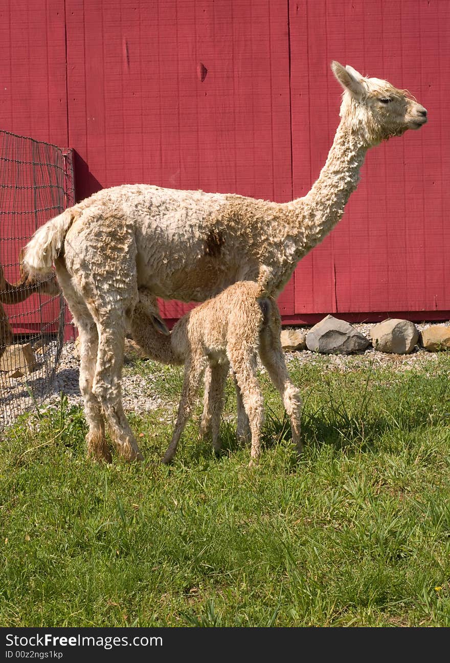 Suri alpaca cria nursing from mother in front of red barn wall