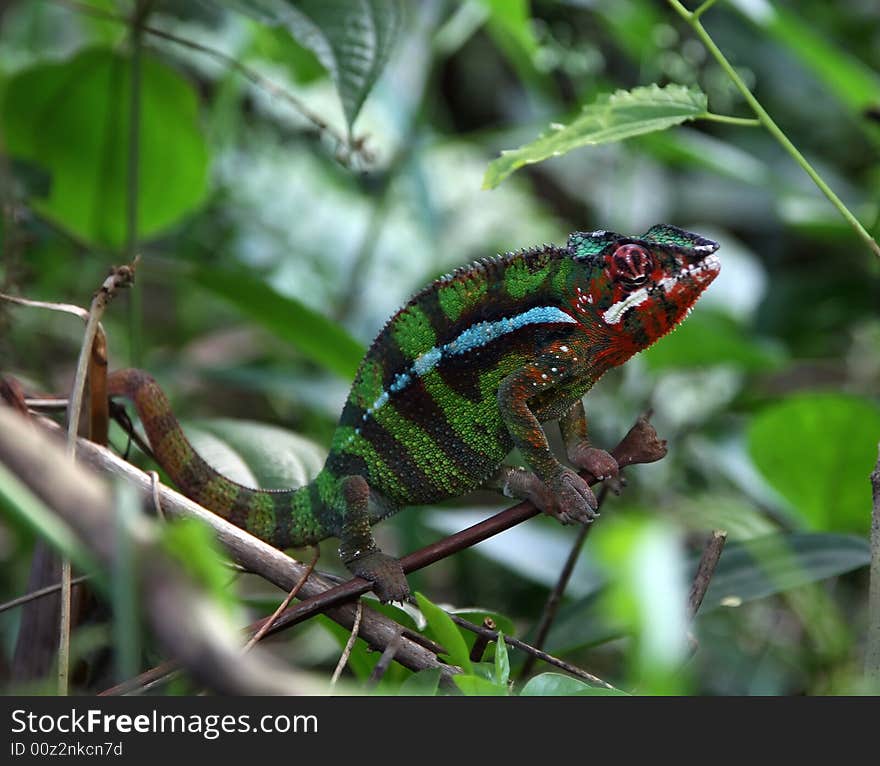 Chameleon in the Zurich Zoo