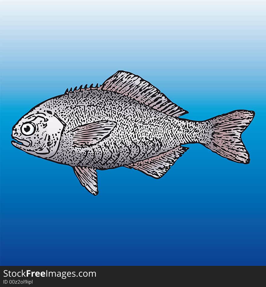 Fish (vector)