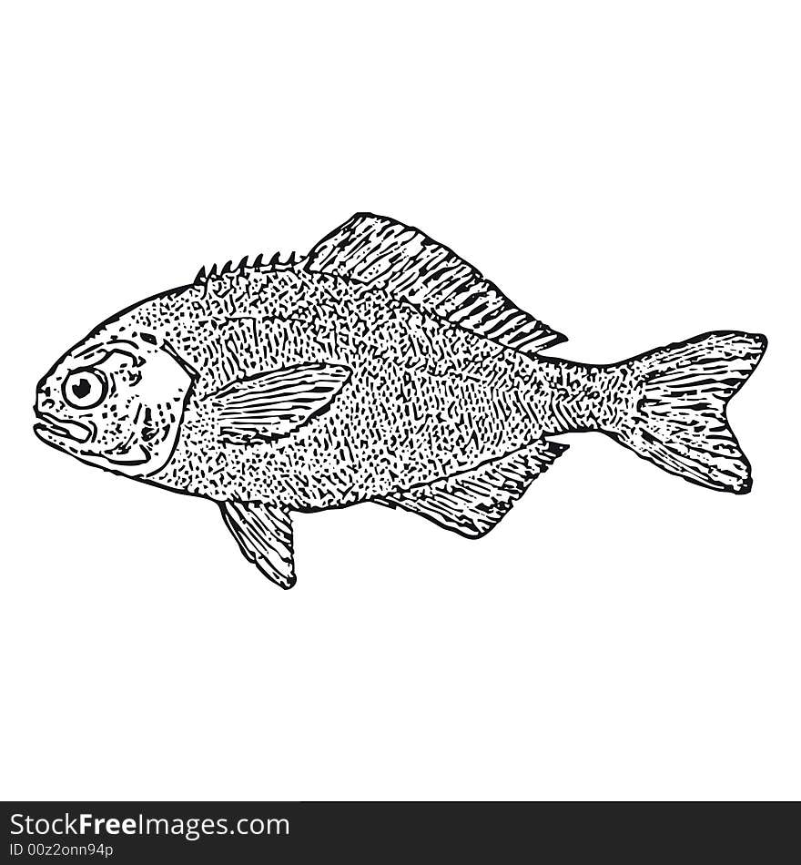 Fish (vector)