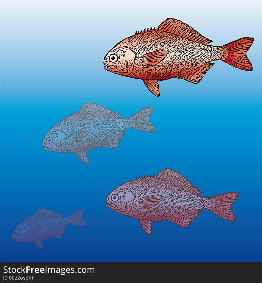 Fish (vector)