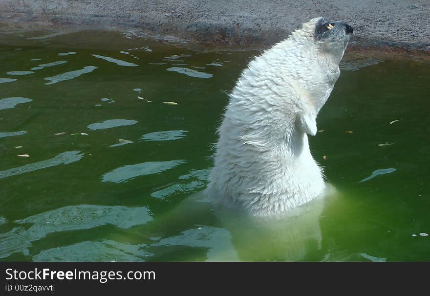 The polar bear (Ursus maritimus) comes up from water