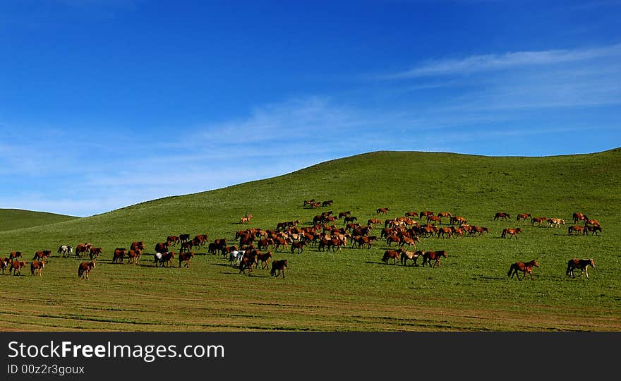 Horses on grasslands in inner mongolia of China