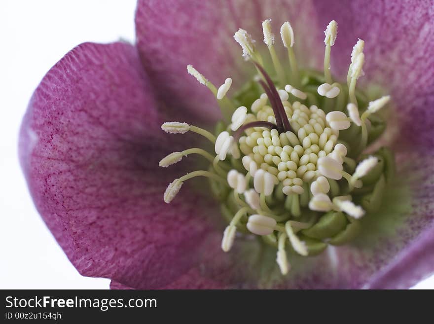 Detail of a heart of a violet flower. Detail of a heart of a violet flower