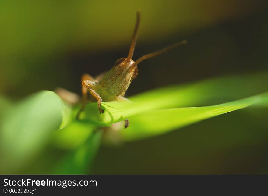 The grasshopper is hidden in a grass, morning, the bright sun, summer. The grasshopper is hidden in a grass, morning, the bright sun, summer