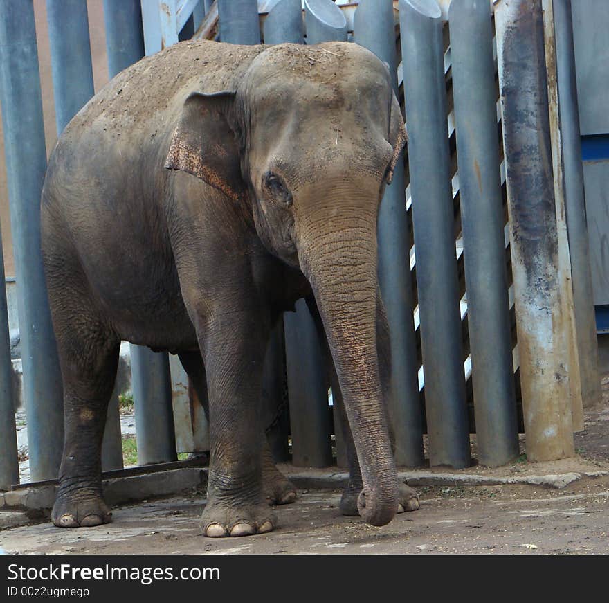 Cub of the Indian elephant (Elephas maximus)