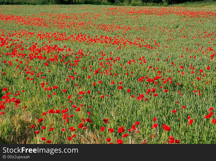 Field of Poppies