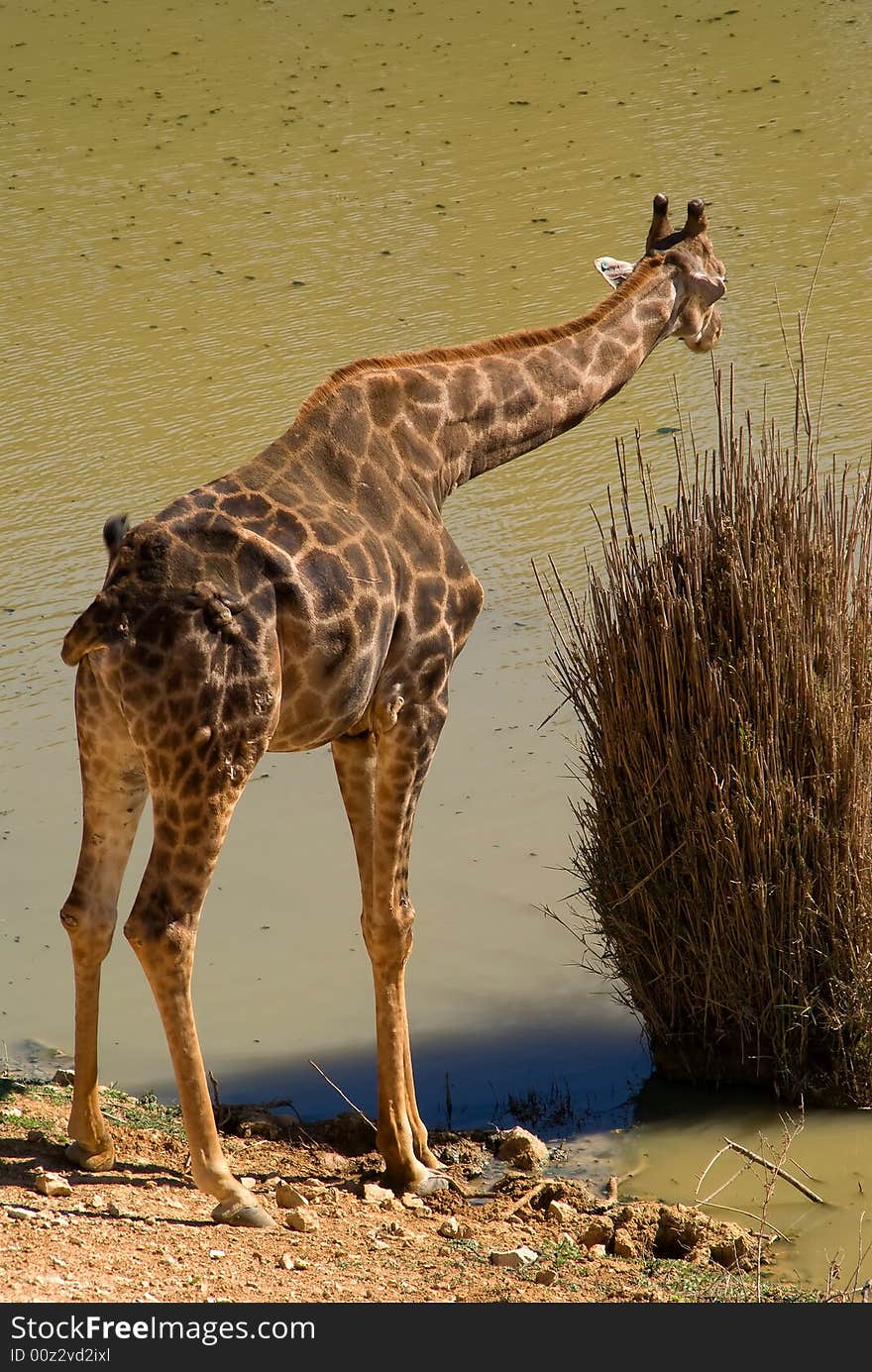 The single giraffe in Jerusalem Zoo