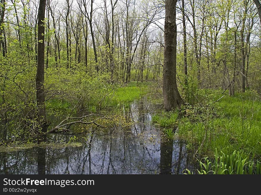 Cowles bog in the spring at dunes state park.