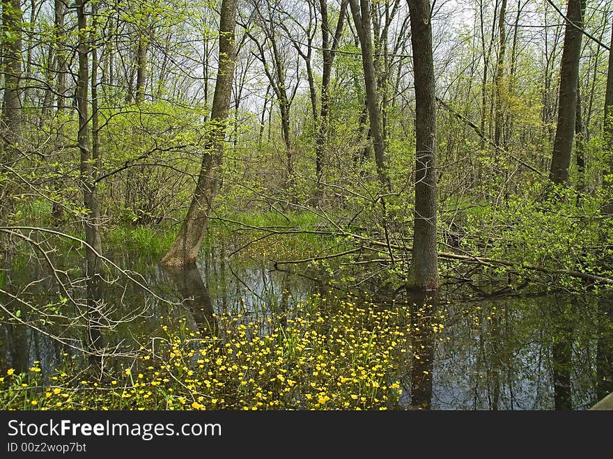 Yellow flowers in cowles bog