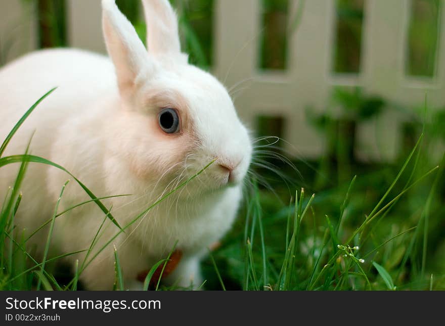 White rabbit near the fence