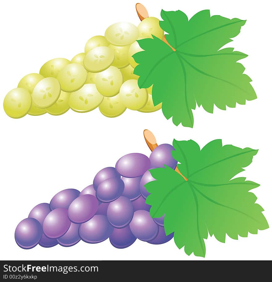 Two  bunches of red and white grape on the white background. Two  bunches of red and white grape on the white background