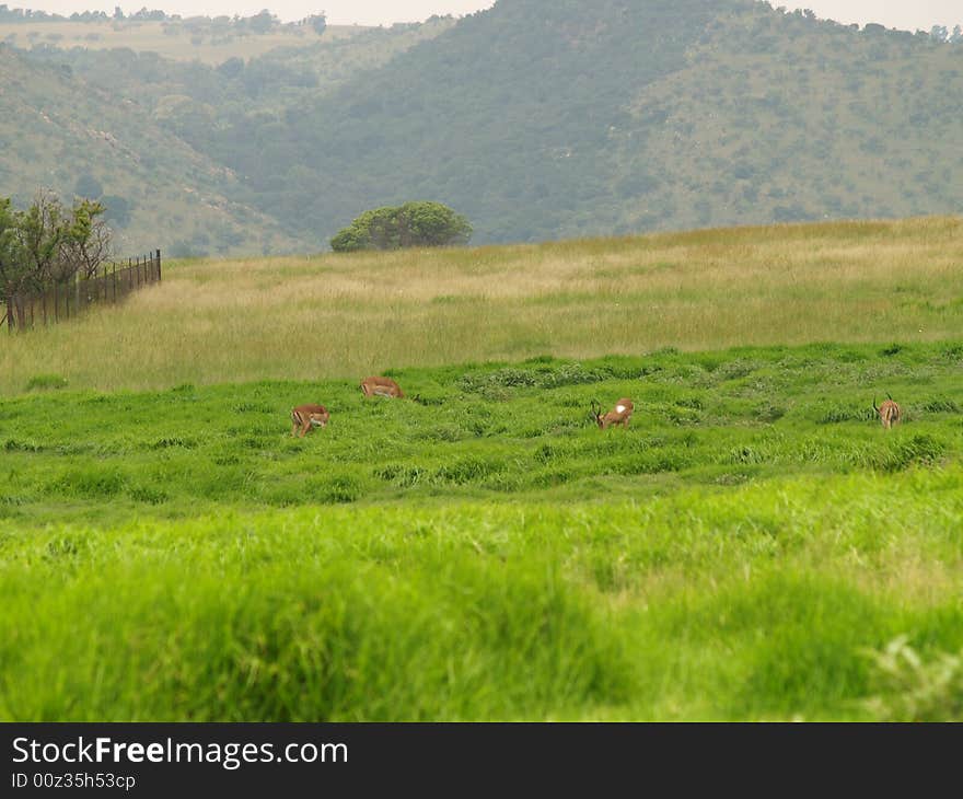 Landscape Of Krugersdorp Nature Reserve