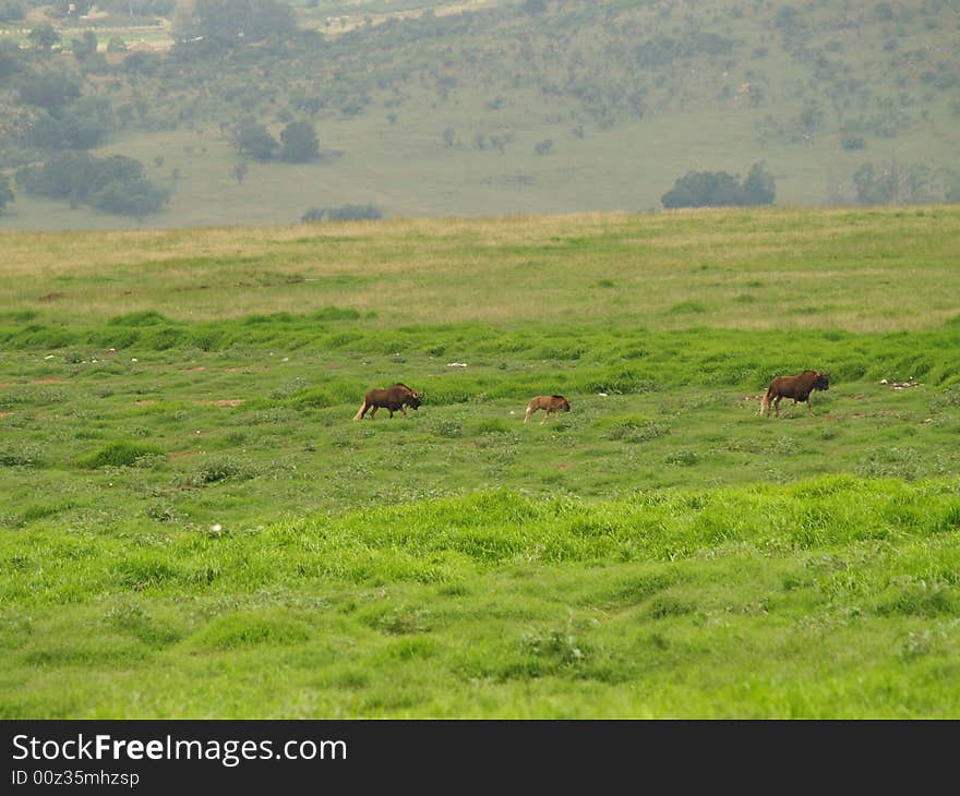 I took this picture atKrugersdorp Nature Reserve,South Africa. I took this picture atKrugersdorp Nature Reserve,South Africa.