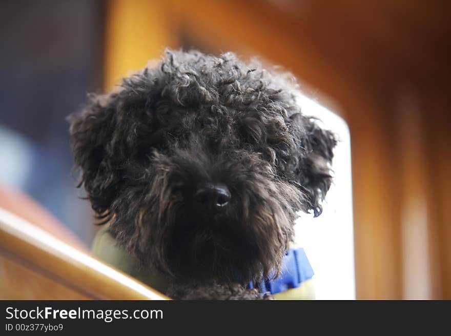 Beautiful black miniature poodle enjoying an afternoon on the yacht. Beautiful black miniature poodle enjoying an afternoon on the yacht