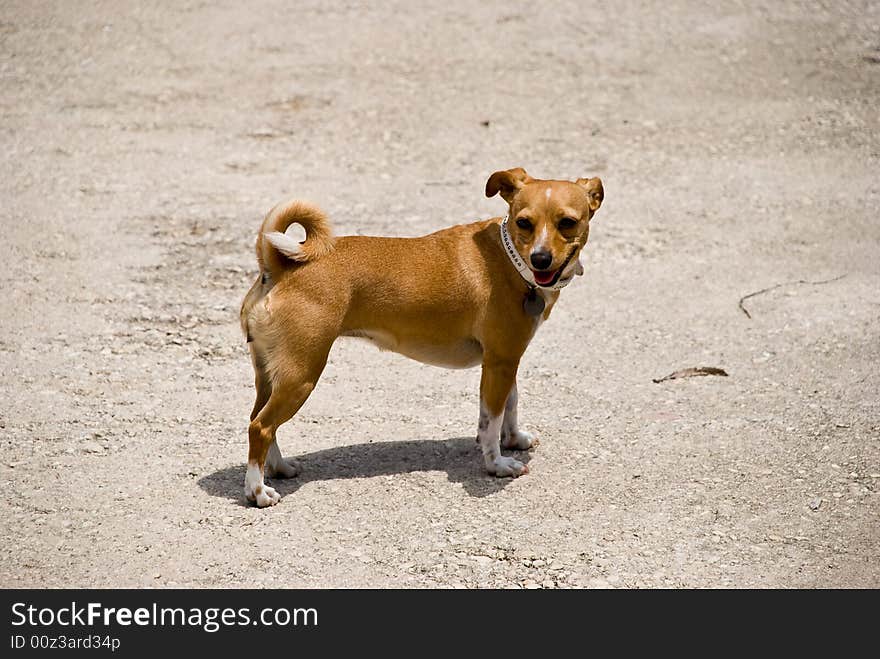 A little dog on the road