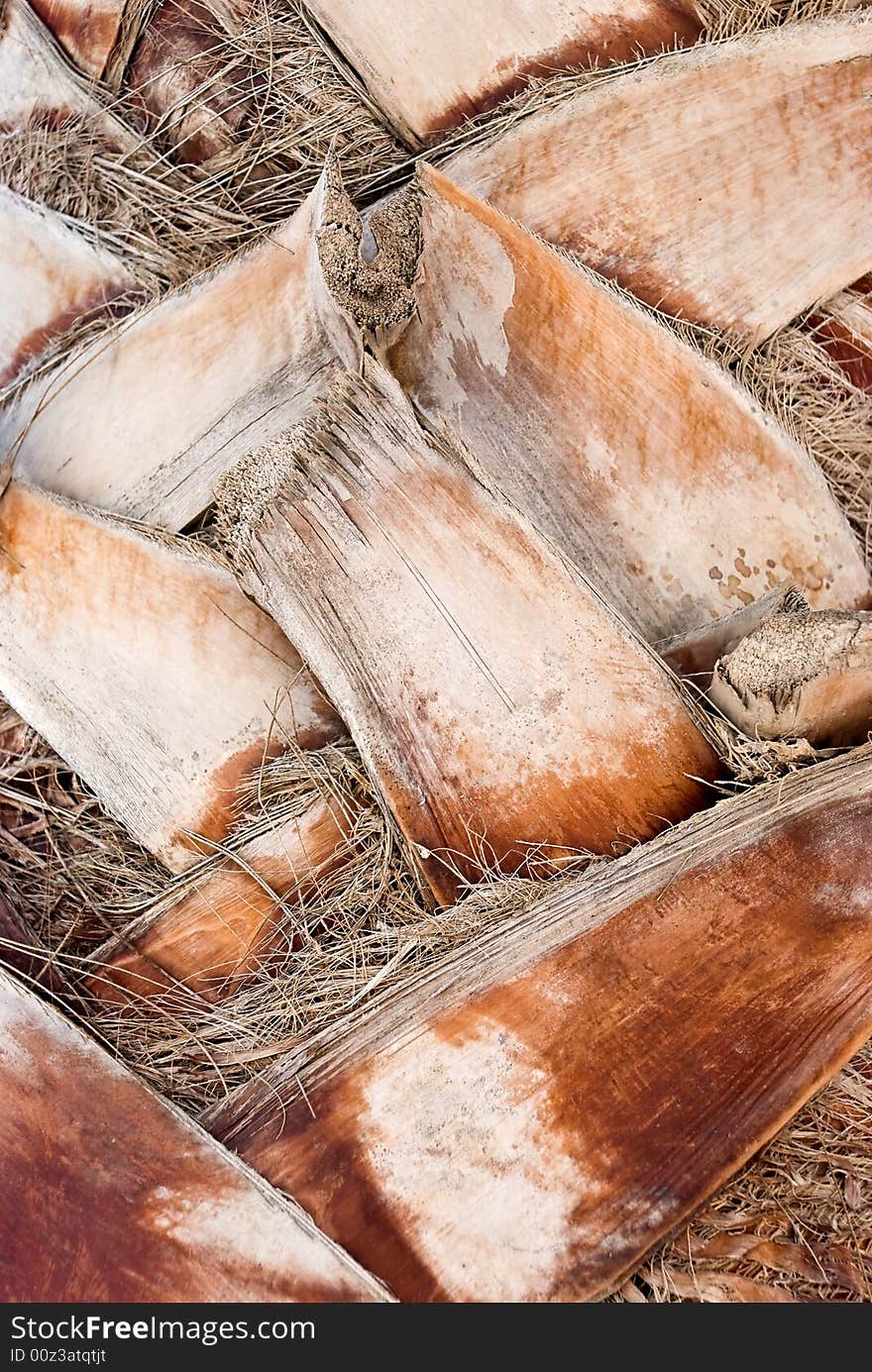 Bark of a tree-palm bark structure