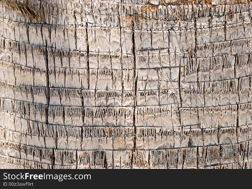 bark of a tree-palm bark structure.