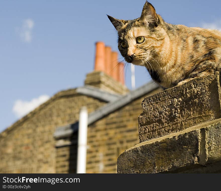 A cat on a rooftop