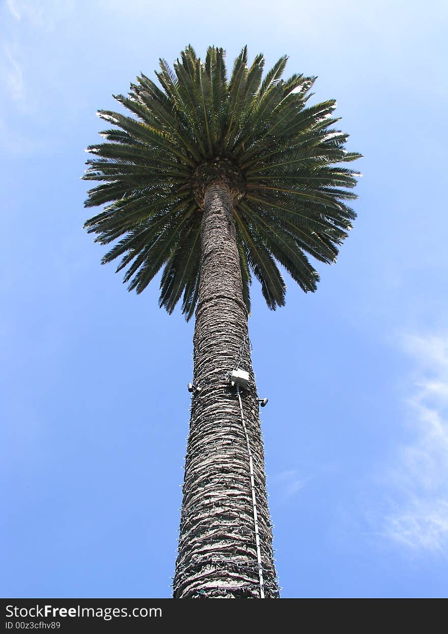 California Palm in front of an old downtown Oakland building