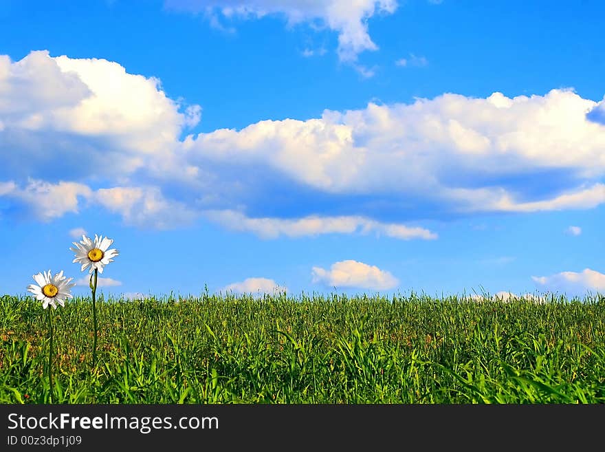 Surreal view of shasta daisies in a green field leading to a bright beautiful blue sky. Surreal view of shasta daisies in a green field leading to a bright beautiful blue sky.