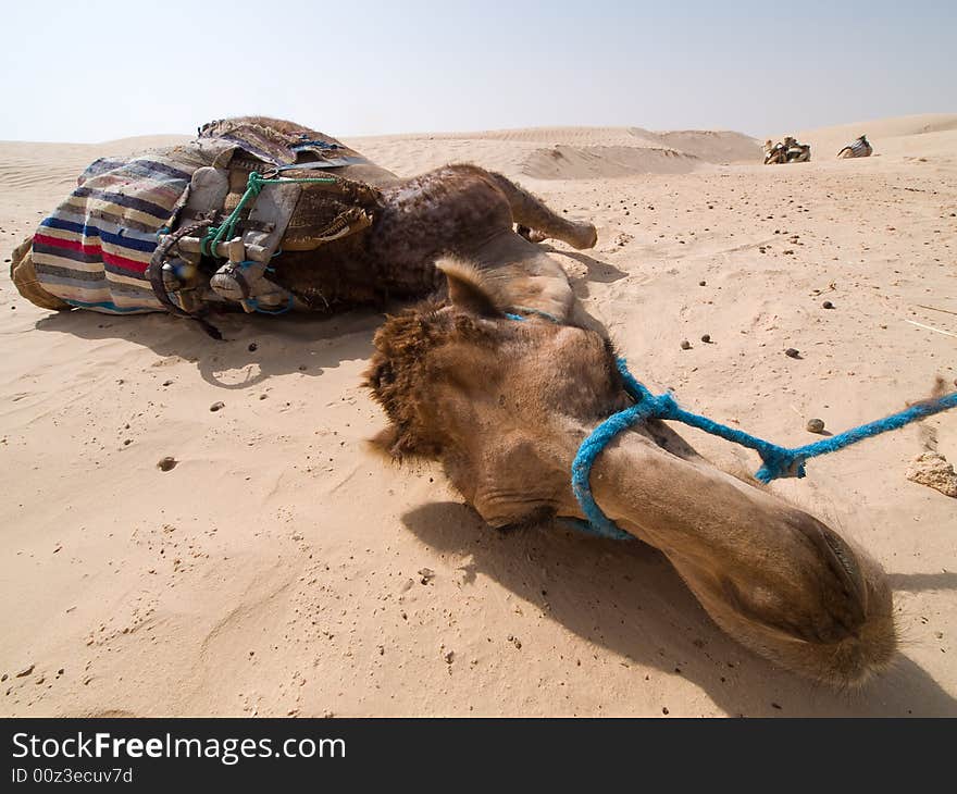 Portrait of Camel in Tunisia. Portrait of Camel in Tunisia