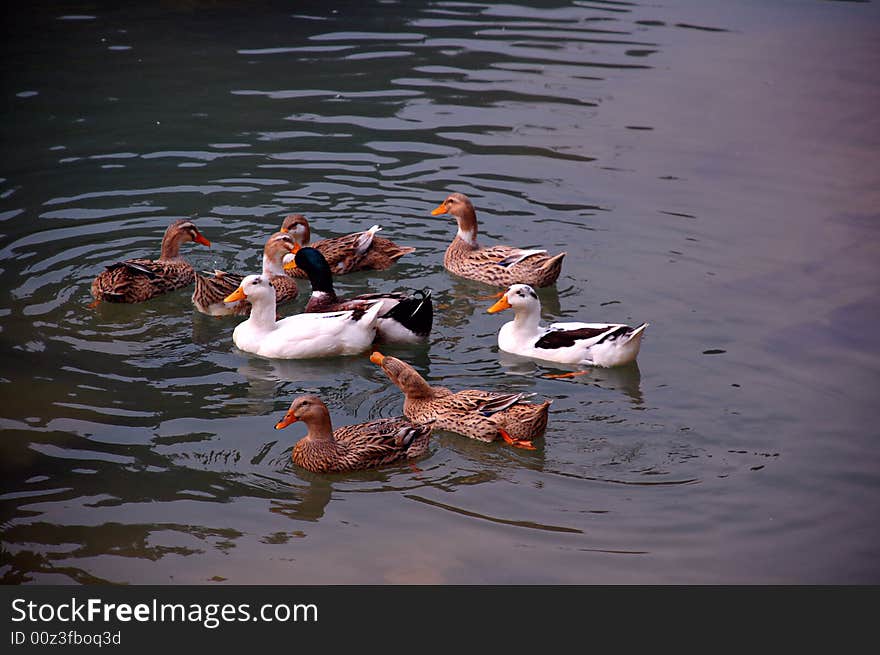 Ducks are being raised in the rural area in Vietnam. Ducks are being raised in the rural area in Vietnam.
