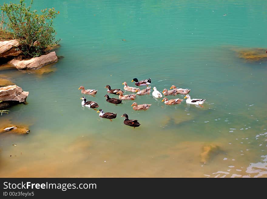 Ducks are being raised in the rural area in Vietnam. Ducks are being raised in the rural area in Vietnam.