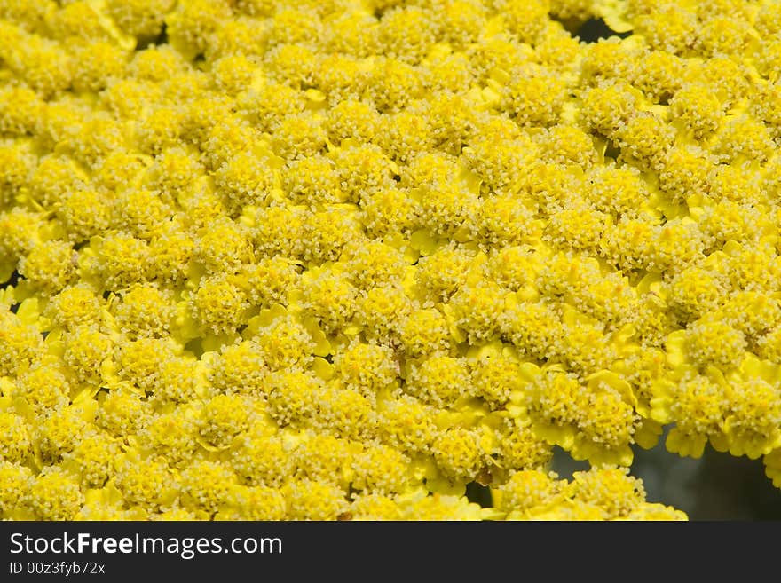 A bed of yellow flowers