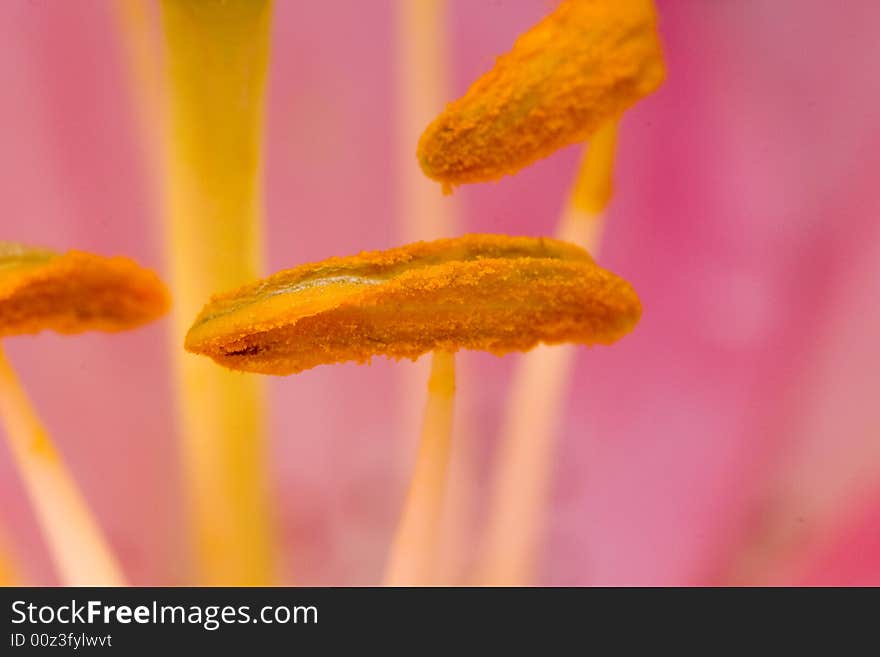 Pollen closeup