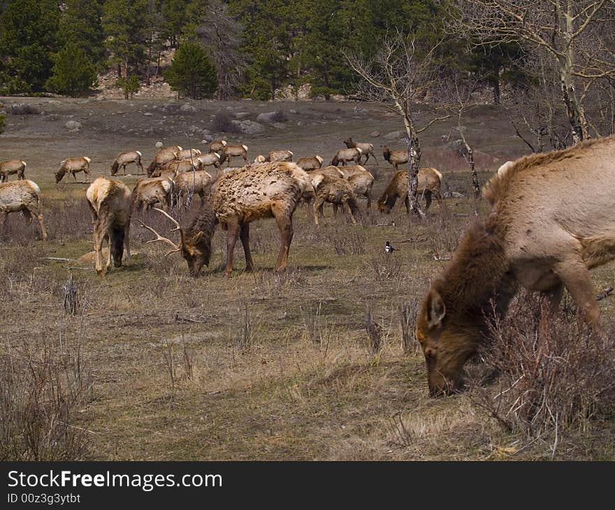 Herd of North American elk (wapiti) grazing on a meadow in early Spring in Rocky Mountain National P. Herd of North American elk (wapiti) grazing on a meadow in early Spring in Rocky Mountain National P