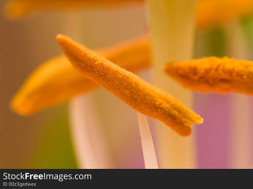 Pollen closeup