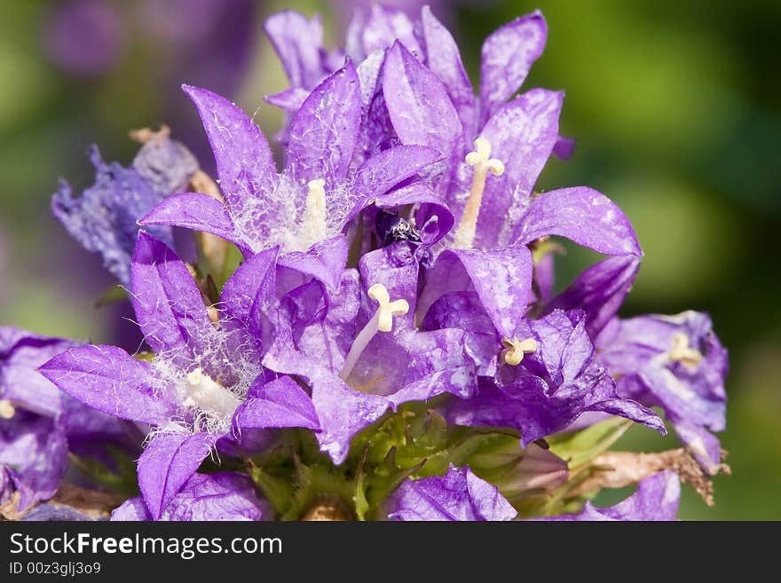 Purple blooming flower in a bunch with white centers. Purple blooming flower in a bunch with white centers