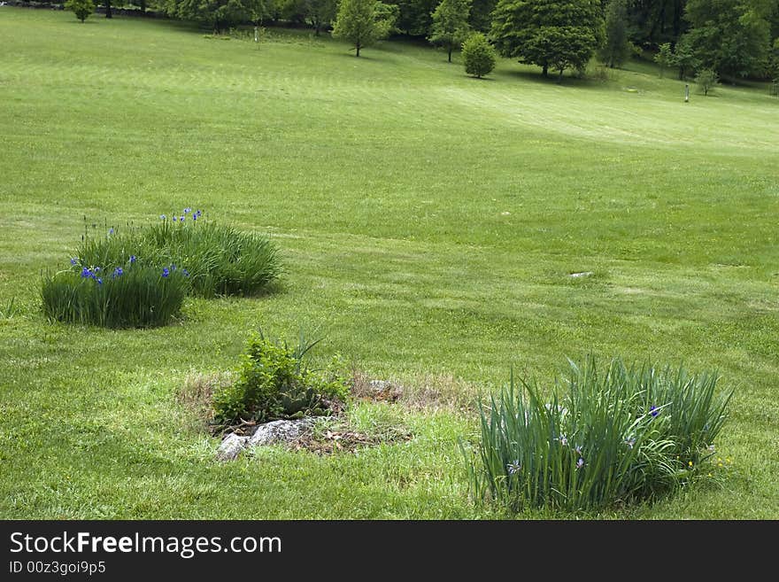 Open field landscape with Flowers growing in planted spots. Trees in the background. Open field landscape with Flowers growing in planted spots. Trees in the background.