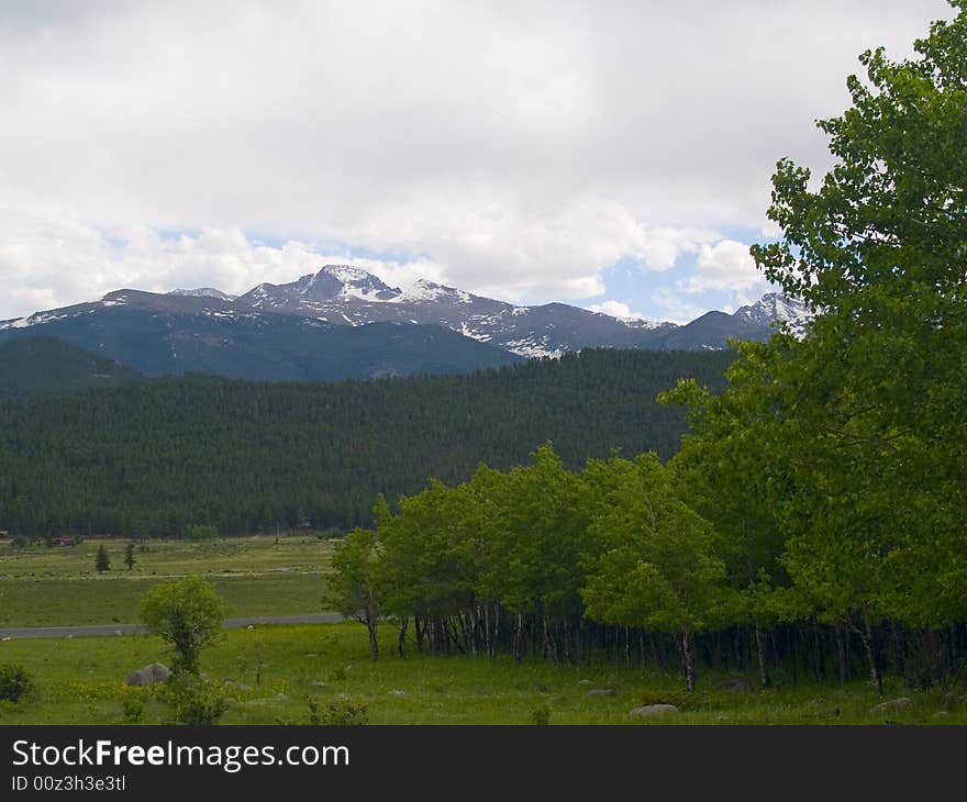 Spring Aspens And Peak