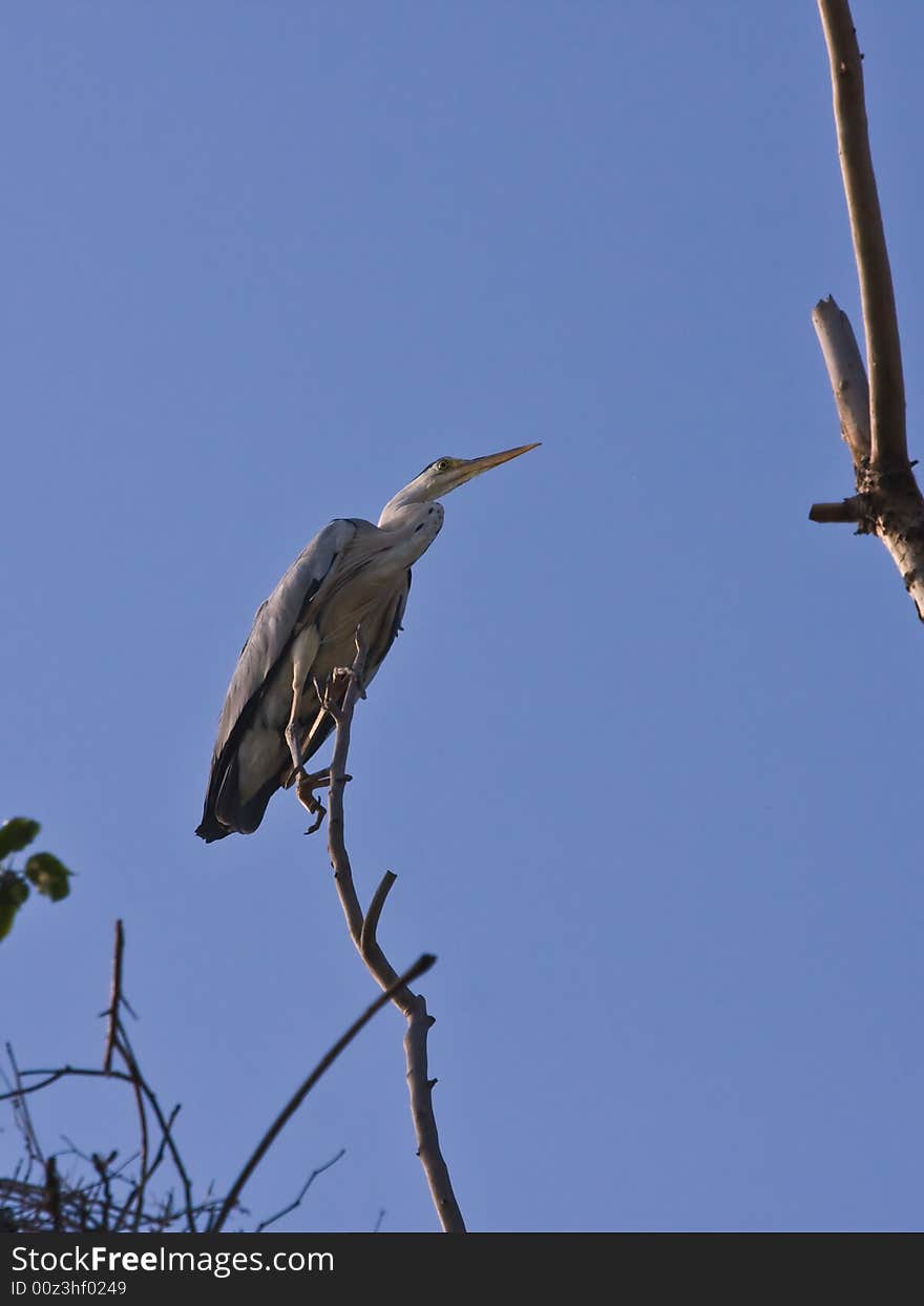 The Grey heron,found in Chaoyang,Liaoning,China.