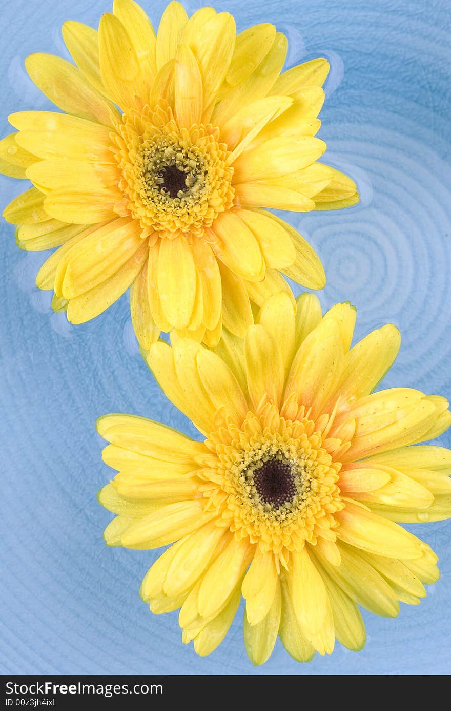 Yellow gerbera Daisies floating on the water.